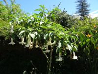 Quinta do Palheiro - Trompetenbaum