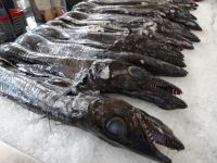 Schwarzer Degenfisch in der Markthalle