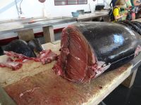 Tunfisch in der Markthalle