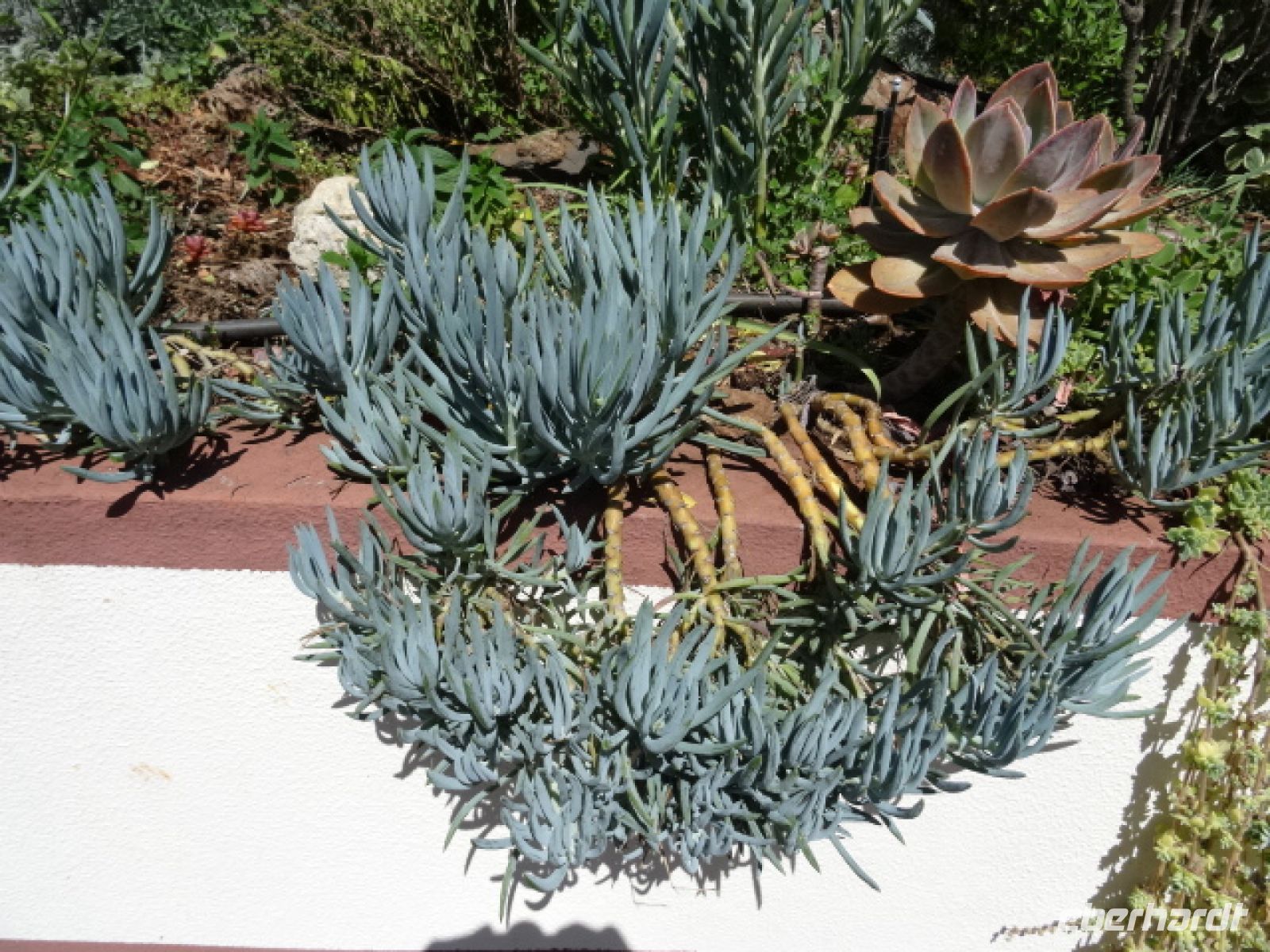 Esmeraldas Kräutergarten - Sukkulente