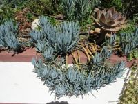 Esmeraldas Kräutergarten - Sukkulente