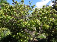 Esmeraldas Kräutergarten - Lippenstiftbaum