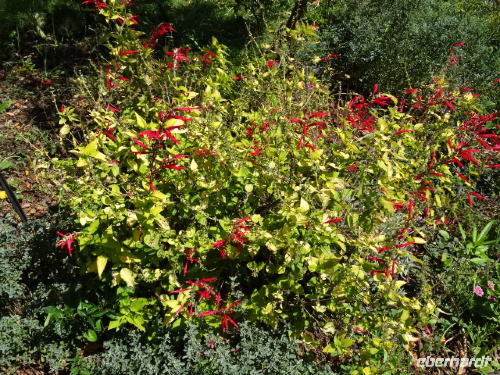 Esmeraldas Kräutergarten - Ananassalbei