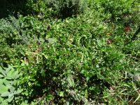 Esmeraldas Kräutergarten - Chili