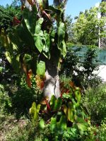 Esmeraldas Kräutergarten