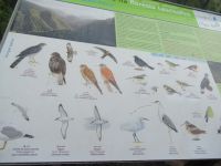 Artenvielfalt in Madeiras Bergen