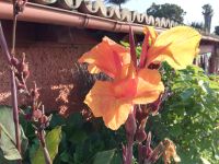 Die Blumen in der Gartenanlage