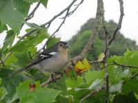 Die Finken zu bewundern