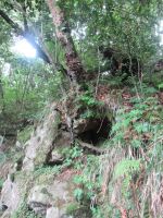 Eine kleine Höhle unter der Baum - wer wohnt da ...