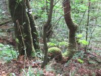 Formationen der Natur