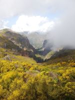 Landschaft rund um Pico - Frühling - Gelb-Grün