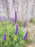Madeira-Natternkopf (Echium candicans) Stolz von Madeira