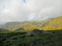 Überall blüht der Ginster