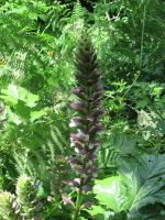 Acanthus