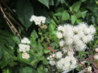 Ageratina adenophora