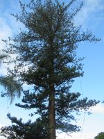 Australien Tree Fern