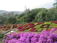 Bouquavilla und PflanzenTeppich - Funchal