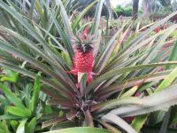 Im Botanischen Garten - Funchal - Bromeliacea Ananas