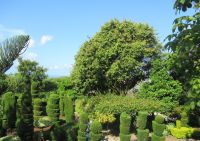 Buchsbäumchen - ganz schön geschnitzt