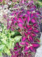 Buntnessel im botanischen Garten