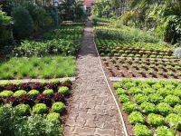 Firsche Salate für die Quinta-Küche