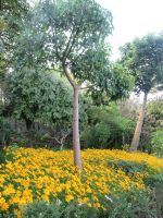 Gelb unter den Bäumen