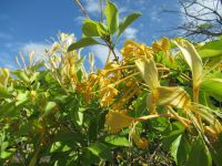 Japanisches Geißblatt