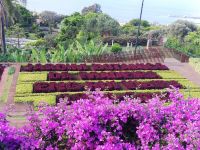 Jardim Botanico da Madeira