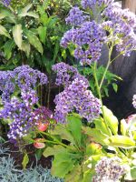 Lila im Graten gefunden