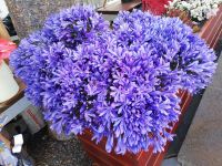 Schmucklilien - Blumenverkäuferin