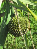 Vacoa  - Pandanus utilis