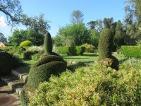 Die Buchsbäumchen in verschiedenen Formen