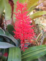 In Quinta Boa Vista - ungewöhnliche Orchideen