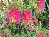 Zylinderputzer - Callistemon
