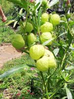 Besondere Pflanzen, die wir noch nie gesehen haben