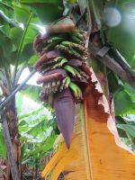 Blüte und die Früchte