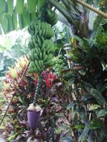 Das ist die Blüte der Bananenstaude