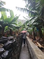 In der Plantage om Regen