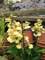 Orchideen in allen Farben und Formen