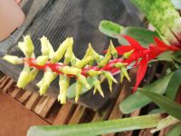 Orchideen in allen Formen