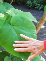 So groß sind die Bläter