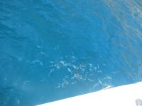 Wale zwar nicht gesehen, aber Fische