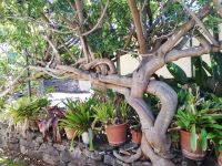 Was für ein Geflecht