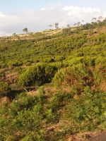 Landschaft um den Pico do Arieiro