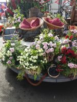 Weinfest- Festwagen in Camara de Lobos