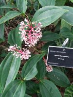 im Botanischen Garten