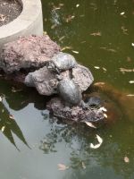 Wasserschildkröten im Botanischen Garten
