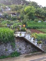 Anbaugebiet an Levadas