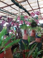 Orchideengarten von Patrick