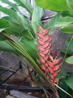 eine kleine Schönheit